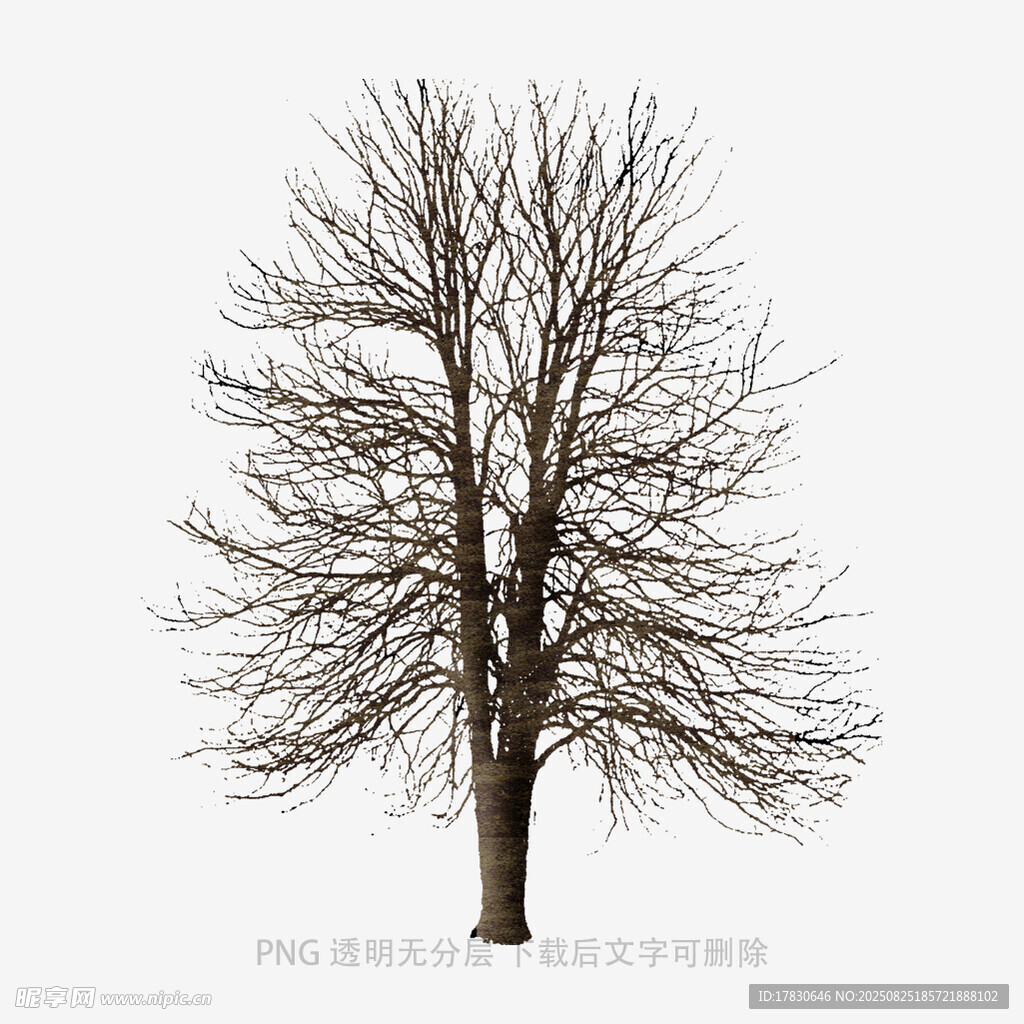 树木