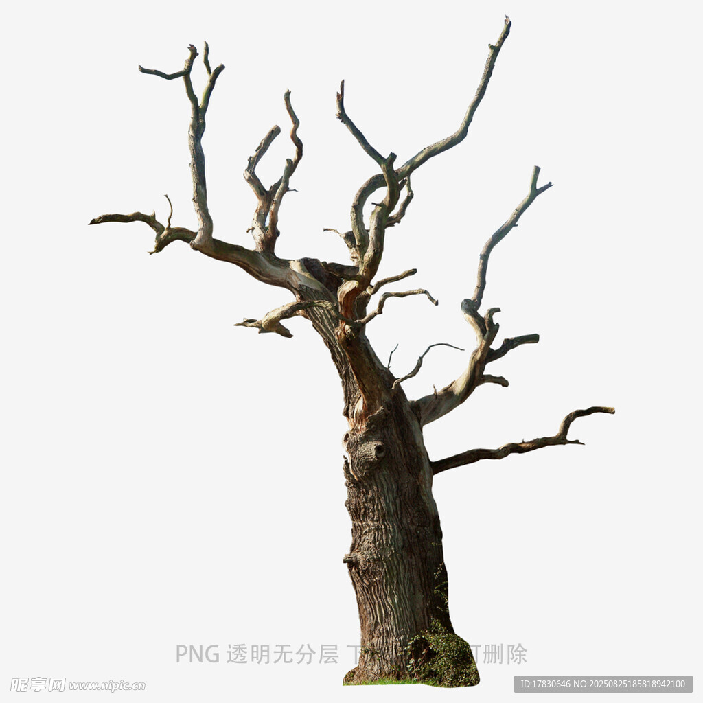 树木