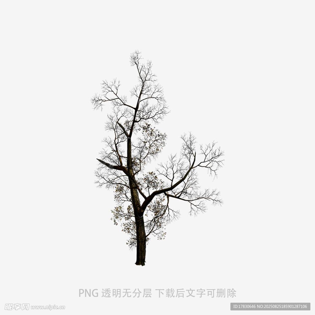 树木