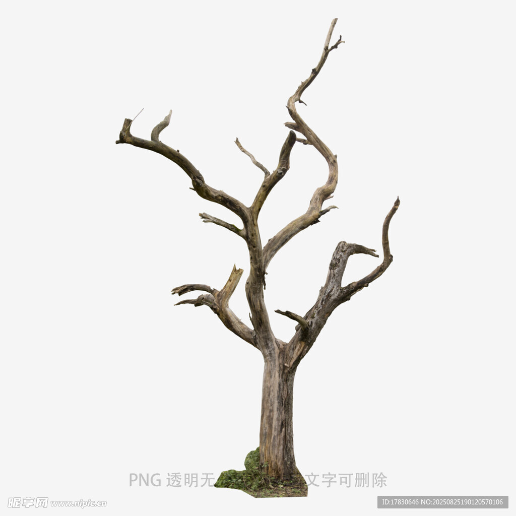 树木