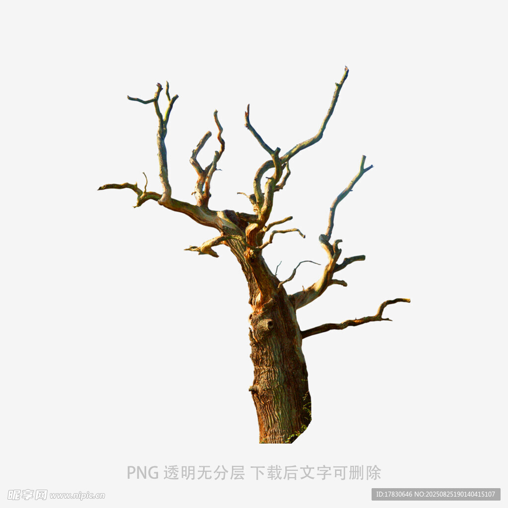 树木