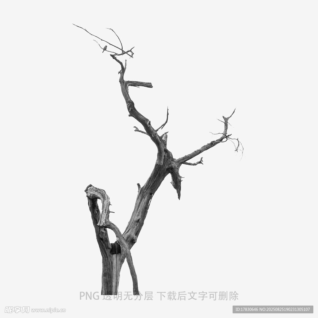 树木