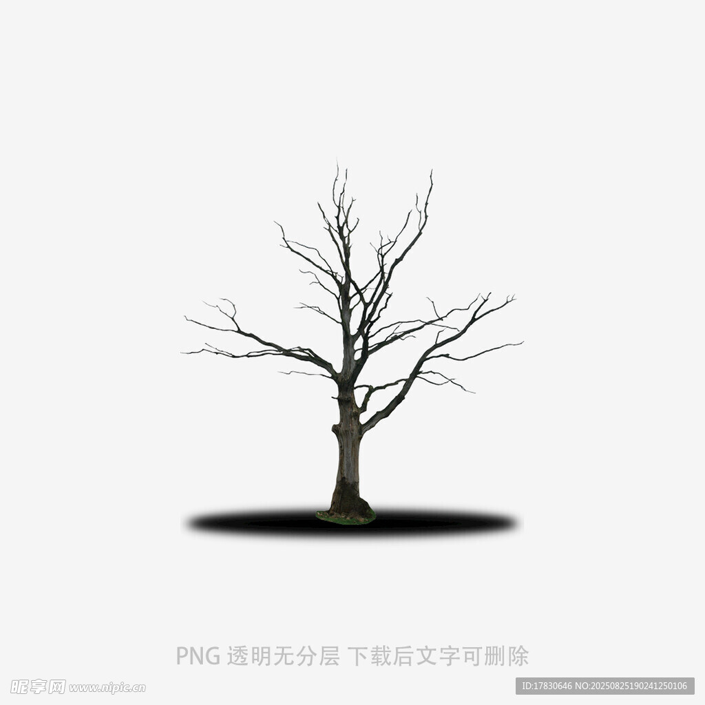 树木