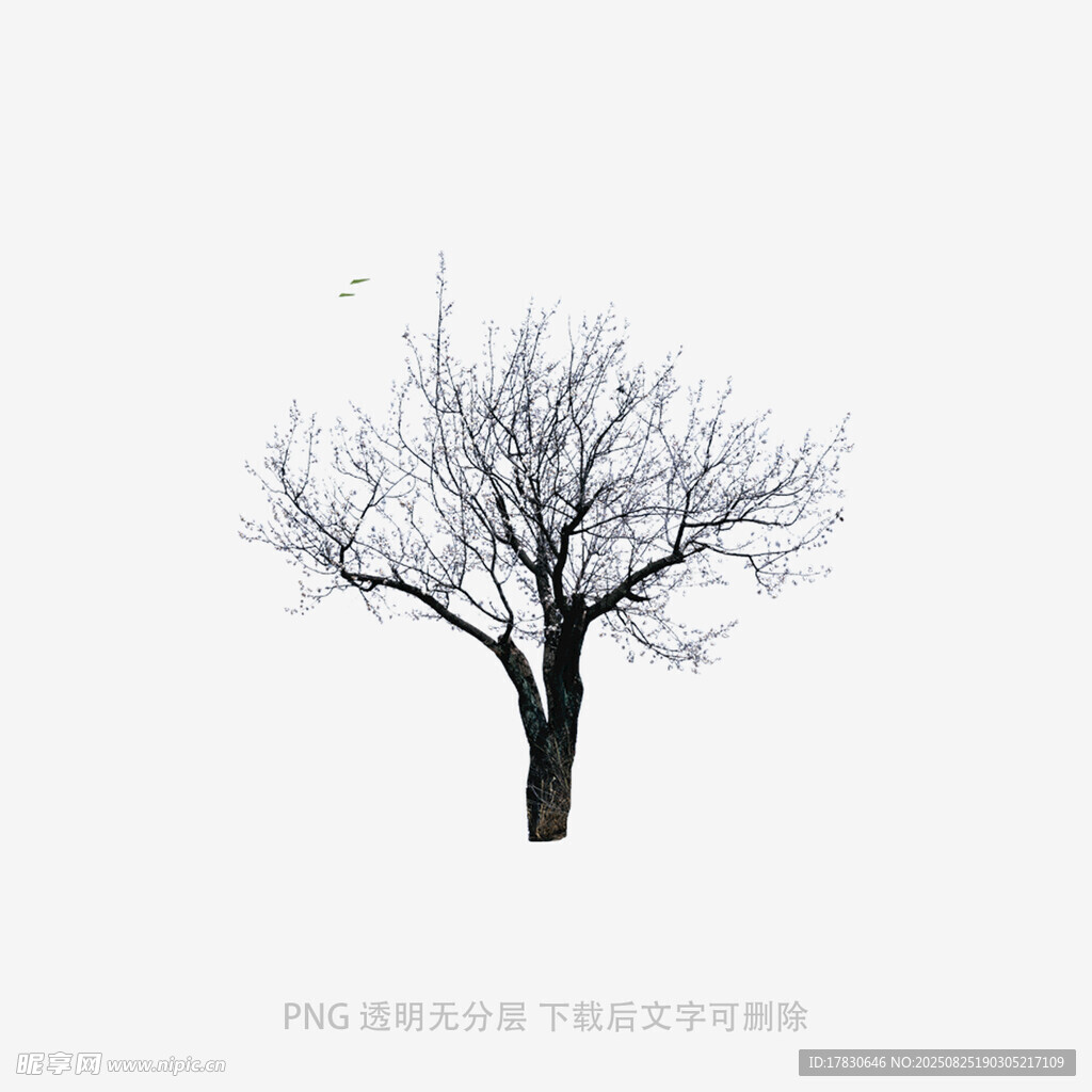 树木