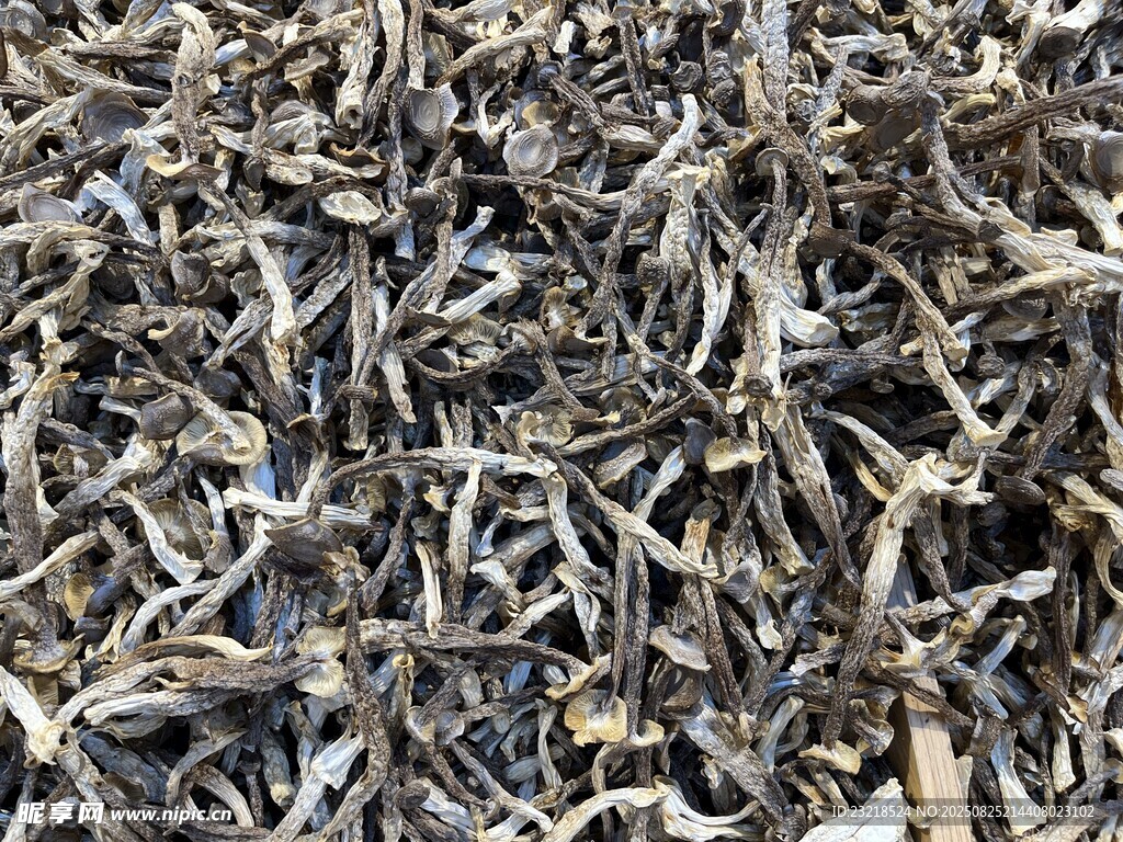 鹿茸菇