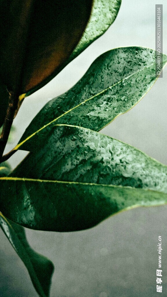翠绿叶片上的晶莹水珠