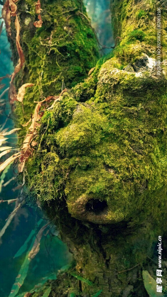 苔藓覆盖的奇幻树根景观