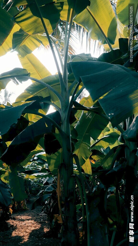 热带繁茂绿植景观
