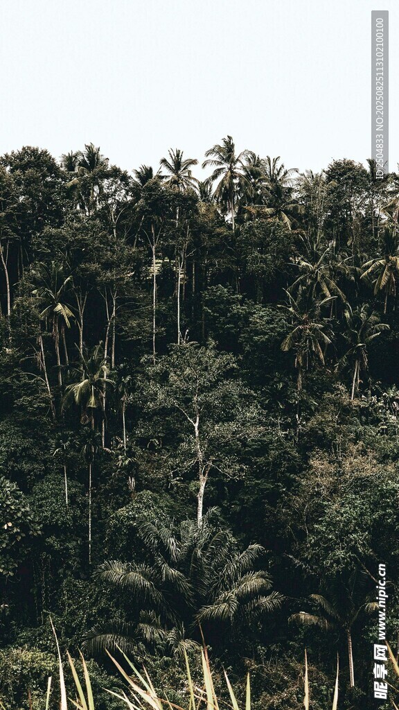 茂密仙人掌丛林景观