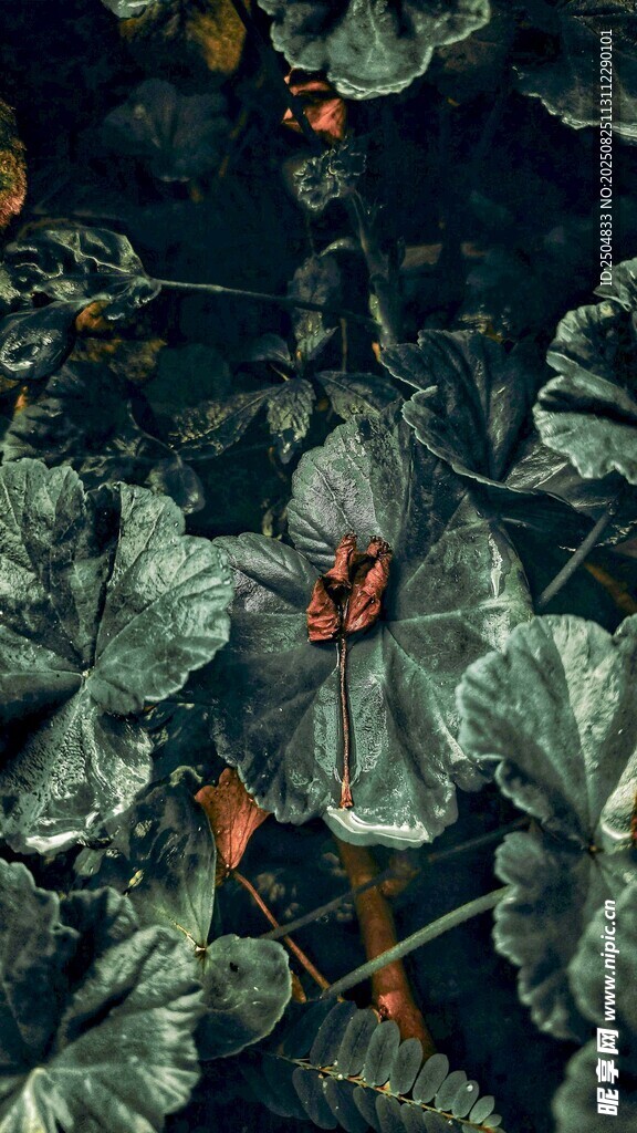 绿叶间的艳丽花朵