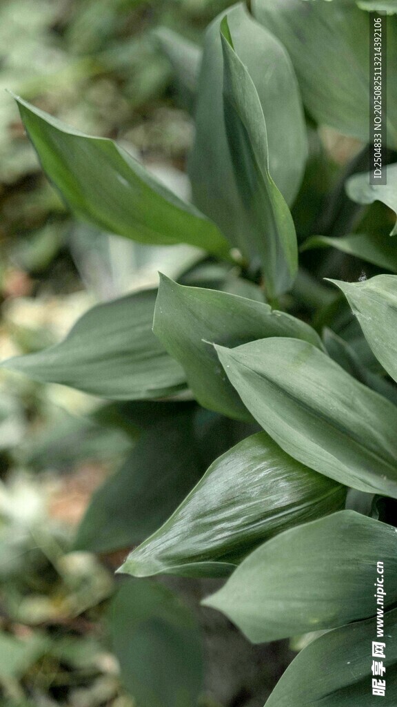 翠绿叶片的植物特写