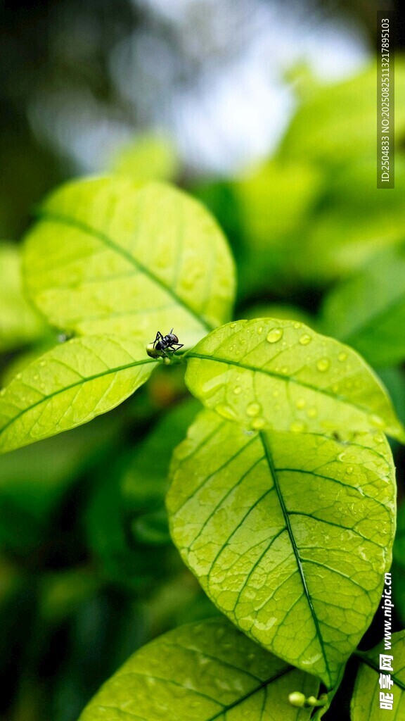 嫩绿叶片上的小昆虫