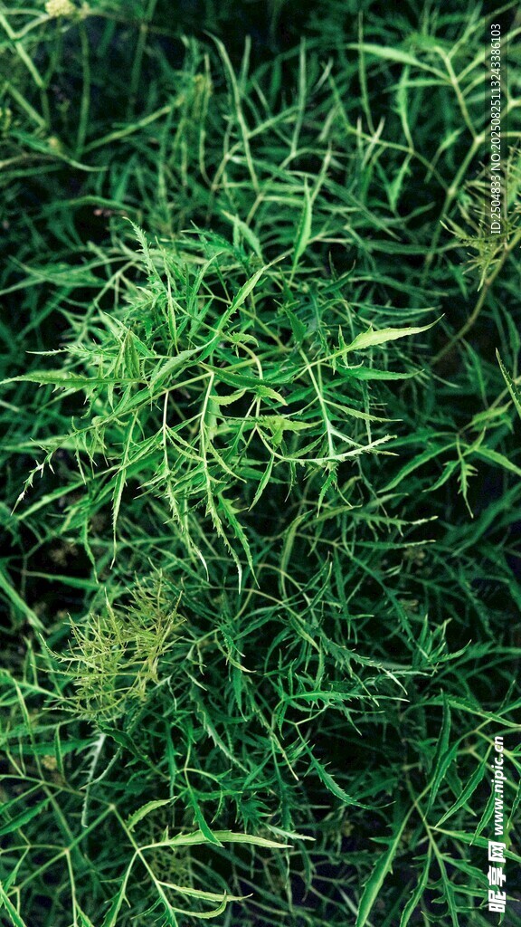 翠绿繁茂的针叶植物