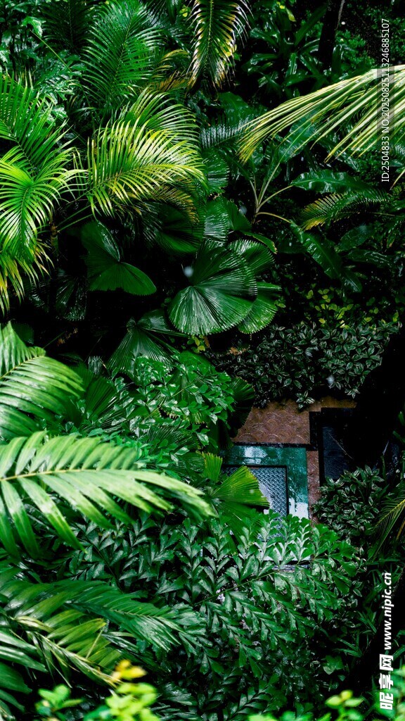 丛林中的隐秘小屋