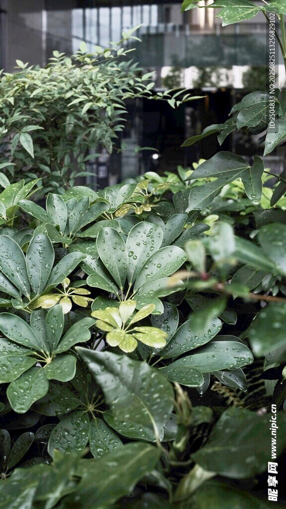 绿叶植物 生机盎然