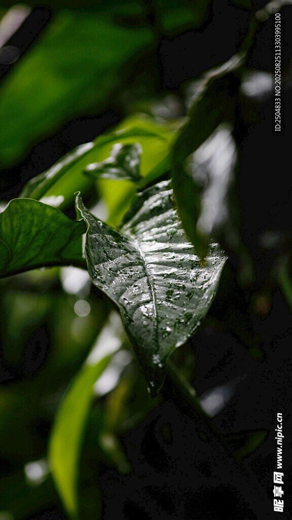 绿叶上的银色昆虫