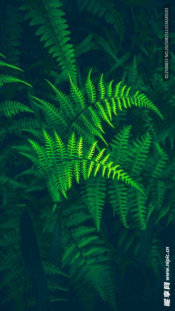 翠绿蕨类植物特写