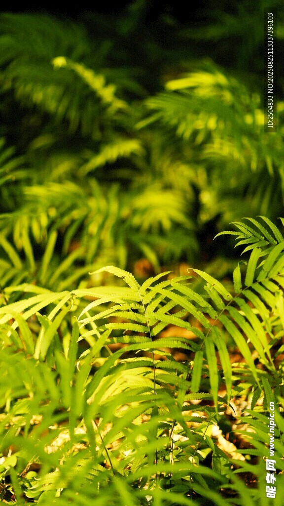 翠绿蕨类植物生机盎然