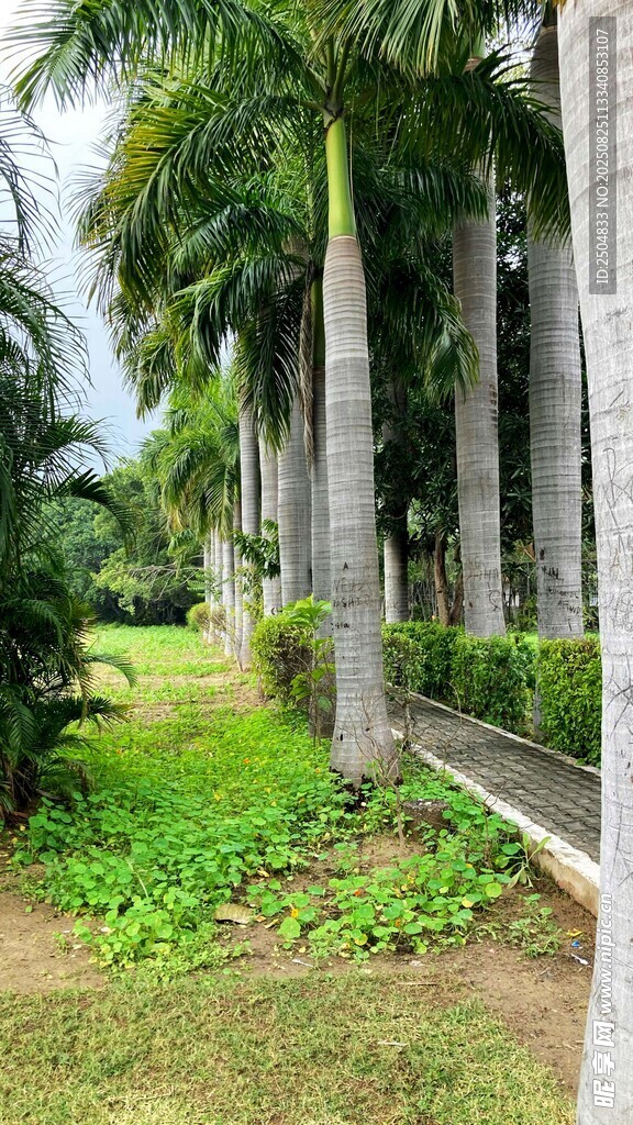 热带林荫小道景观