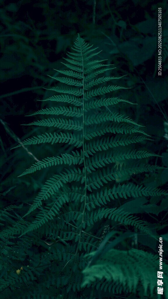 深绿蕨类植物特写