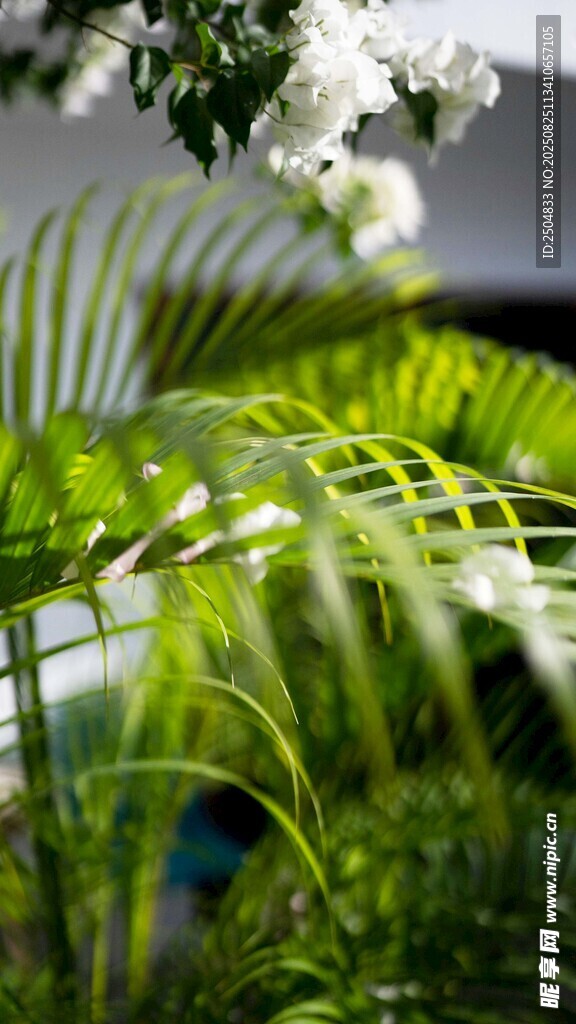 翠绿植物与孔雀羽毛景观