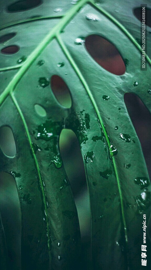 带水珠的翠绿龟背竹叶