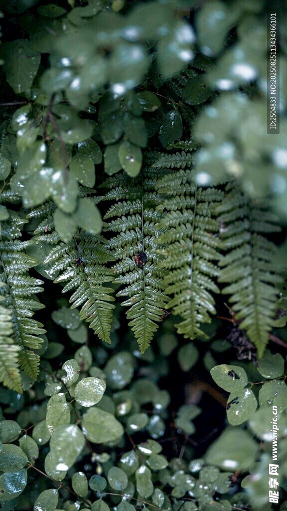 翠绿蕨类植物特写
