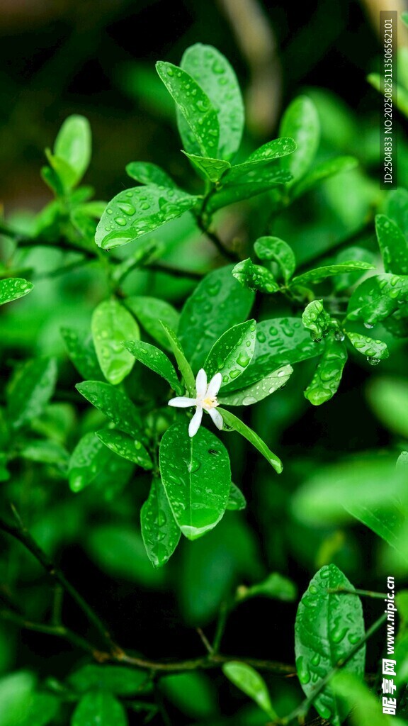 绿叶间的白色小花