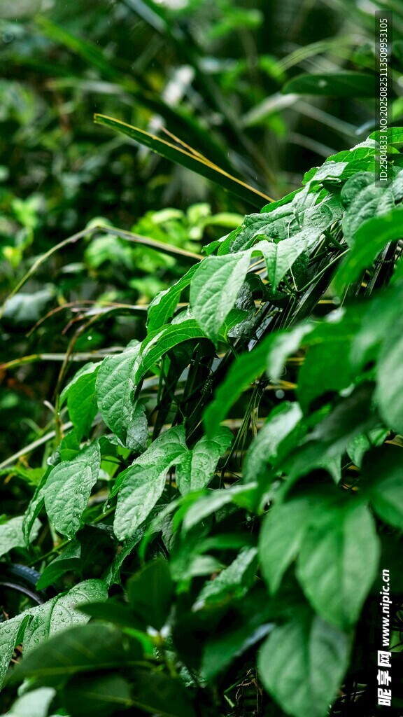 翠绿繁茂的植物叶片