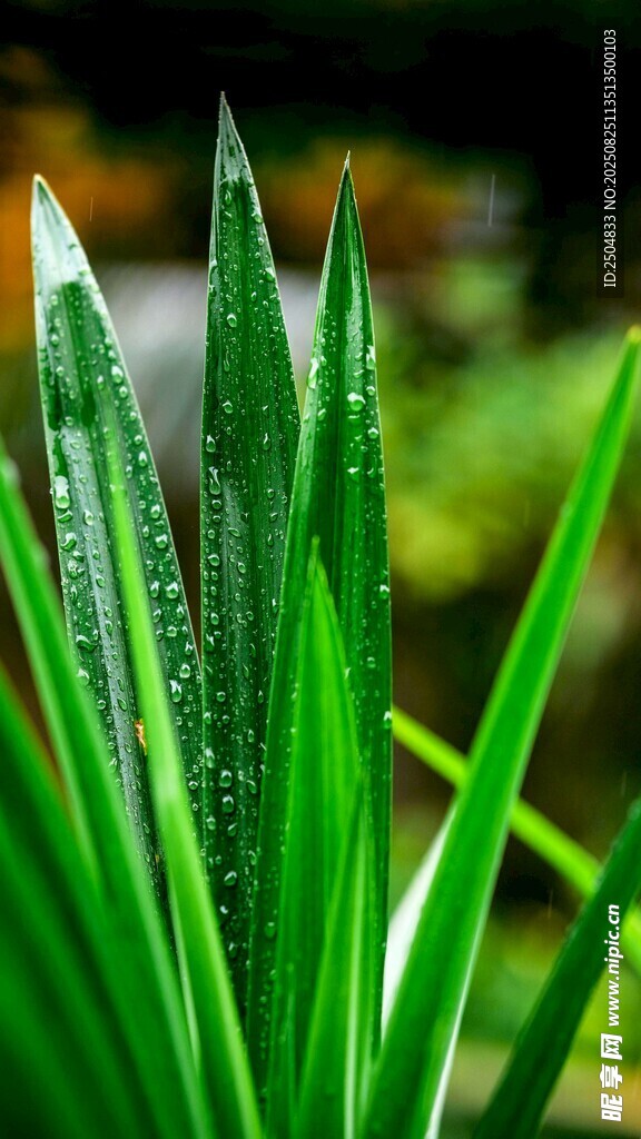 带露青草