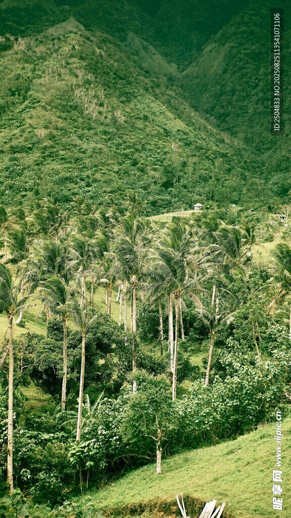 翠绿山间的挺拔棕榈树