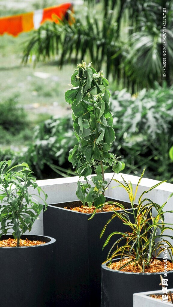 室内绿植盆栽展示