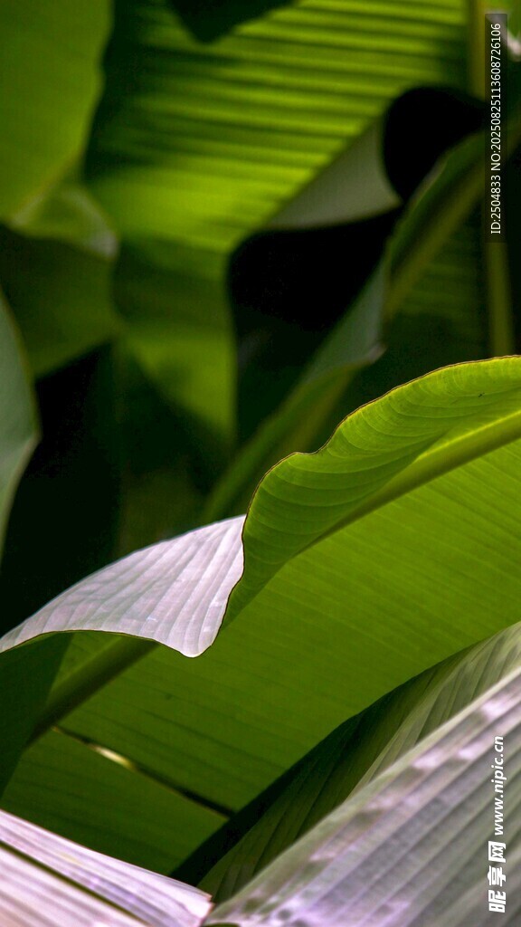 翠绿叶片间的白色植物