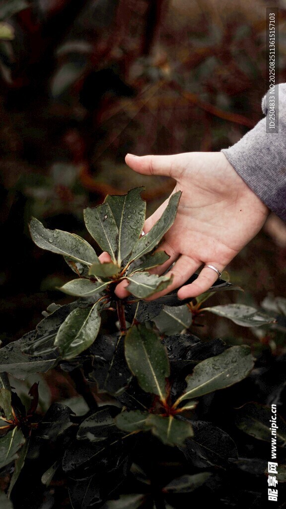 手触绿叶植物