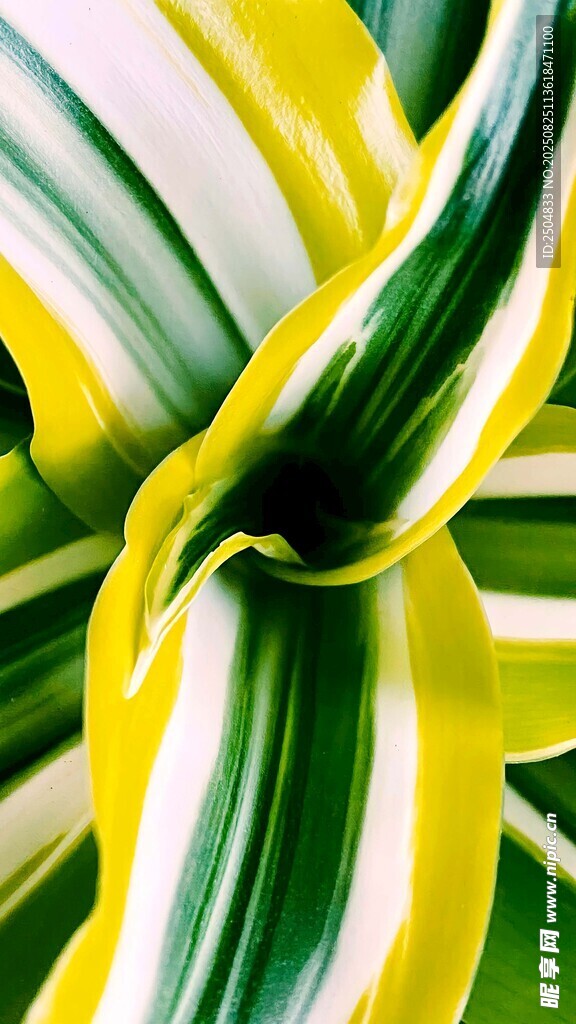 黄绿条纹植物特写