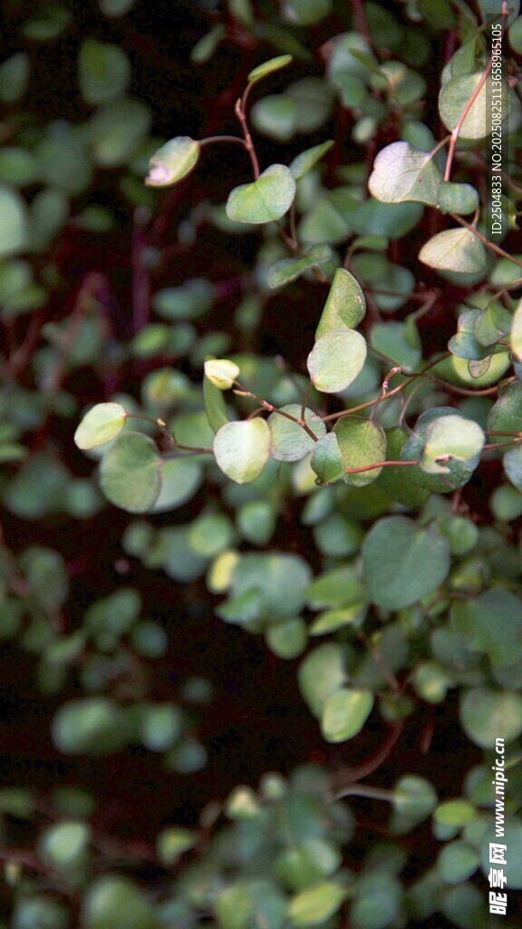 翠绿圆润叶片植物特写