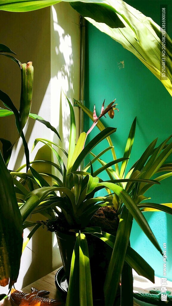 室内绿植景观一角