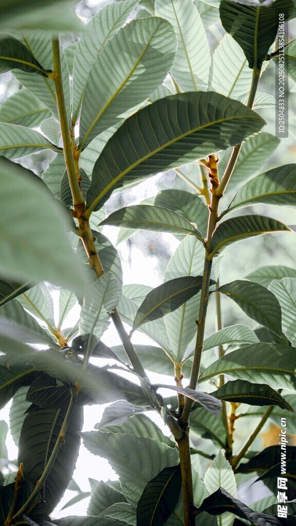 绿叶繁茂的植物特写