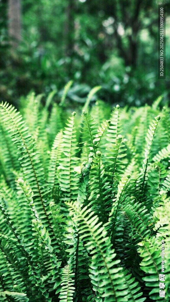 翠绿蕨类植物生机勃勃