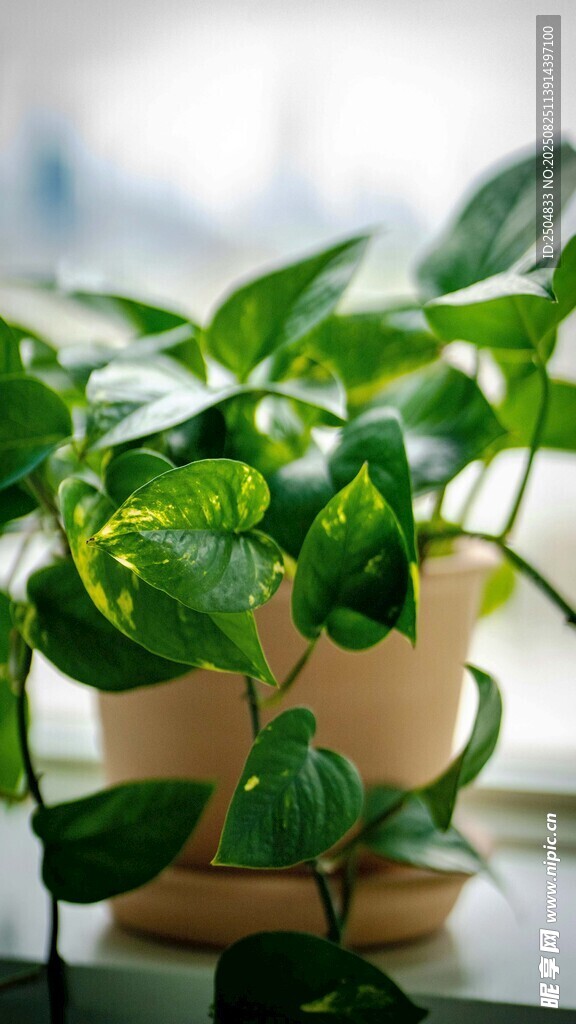 窗边绿植盆栽