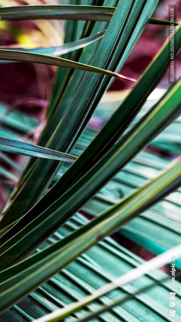 翠绿细长的植物叶片特写
