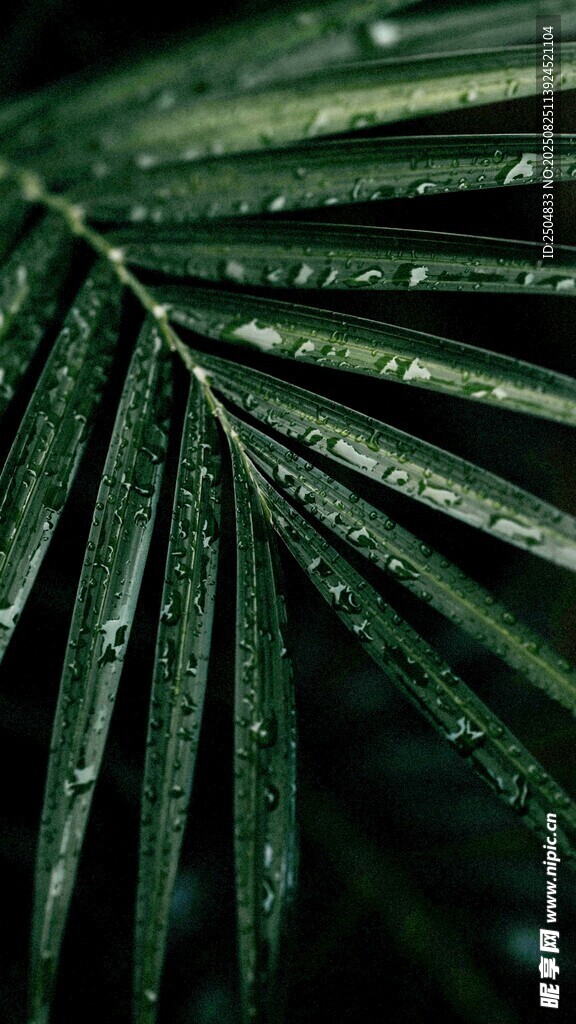 带水珠的翠绿棕榈叶