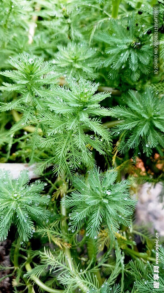 翠绿繁茂的植物景观