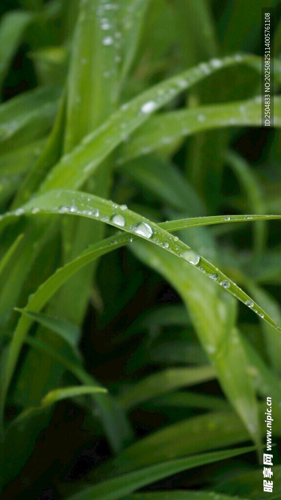 带露绿植特写