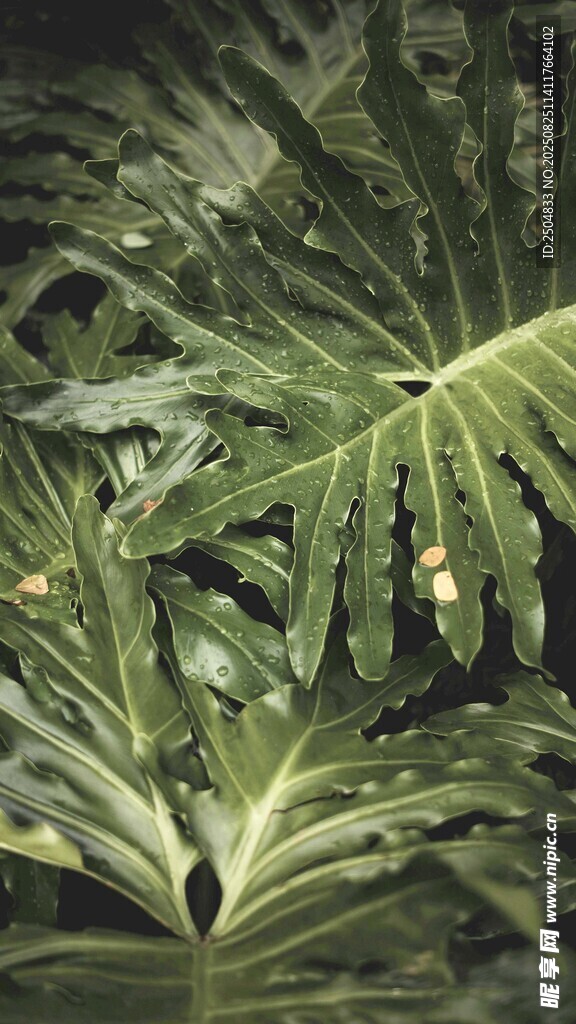 热带大叶植物特写