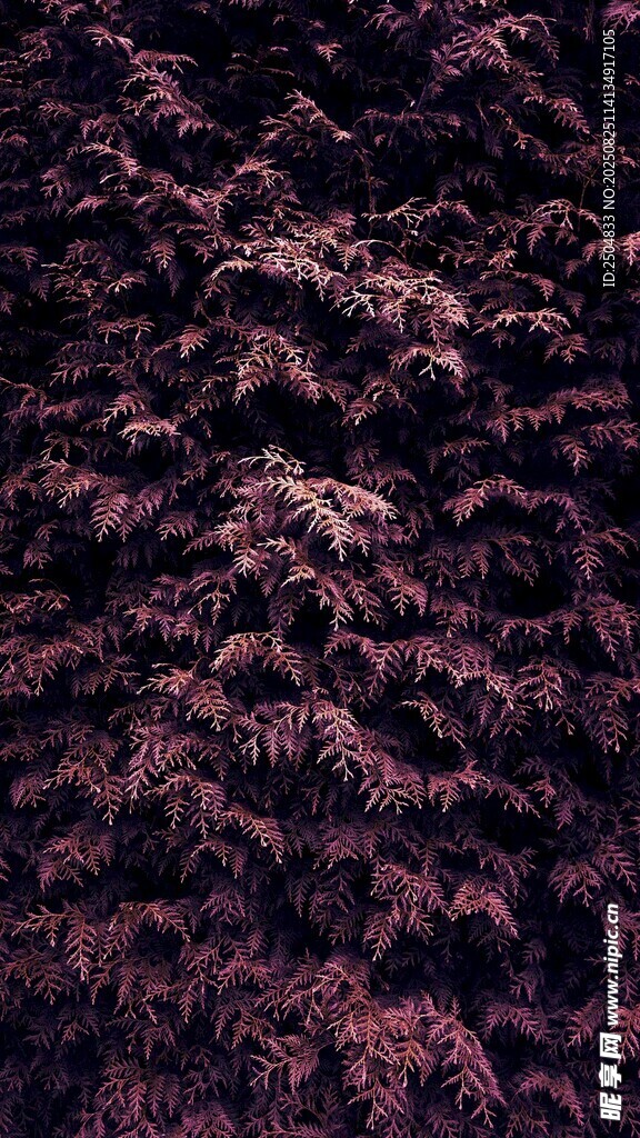 紫色松针纹理背景图