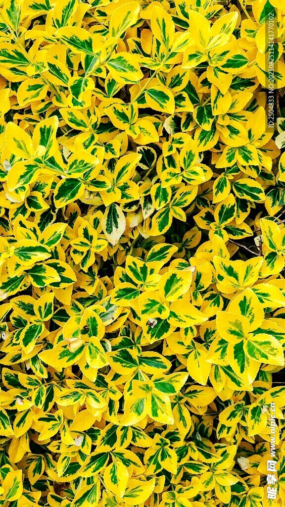 金黄绿叶交织的植物景观