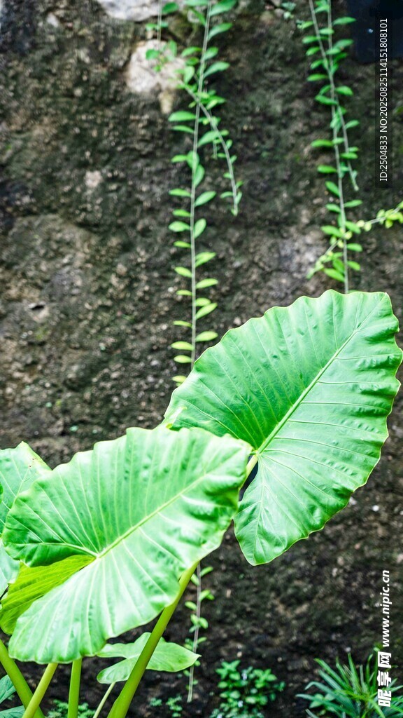 绿叶繁茂的热带植物景观