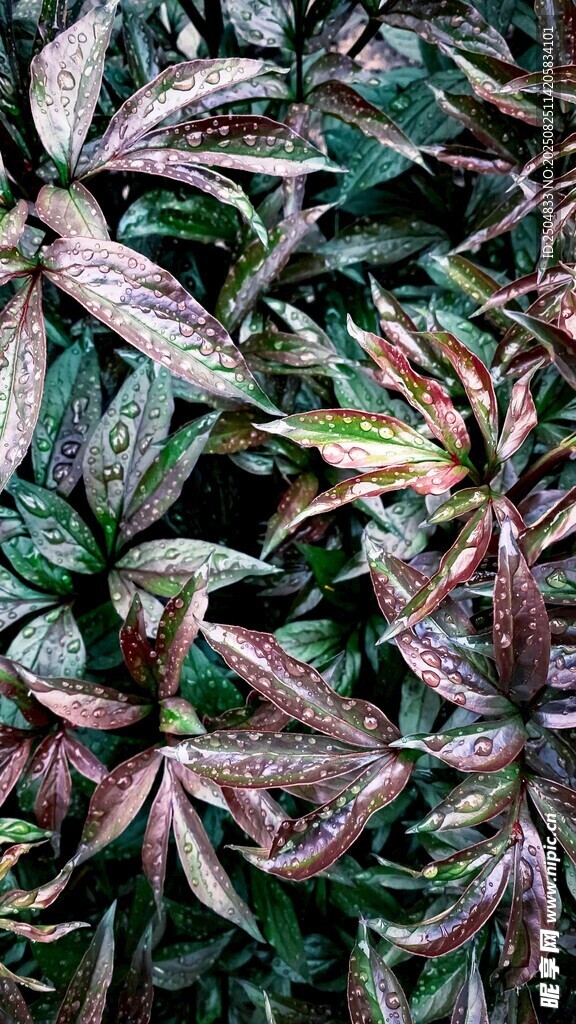 多彩斑斓的植物叶片