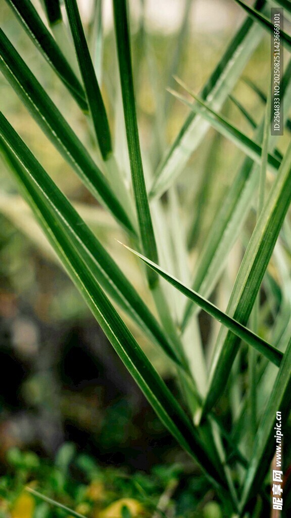 翠绿修长的植物叶片
